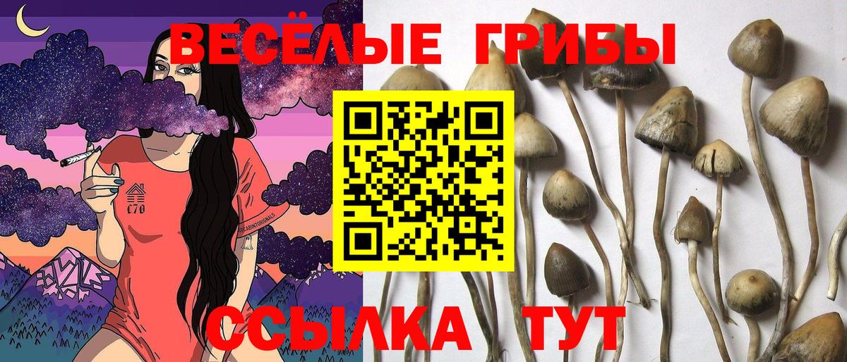 Кувандык  где купить наркотик  Псилоцибиновые грибы ЛСД  Вход с VPN  Псилоцибиновые грибы Magic Shrooms 